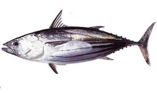 金枪鱼力气有多大 金枪鱼八个品种